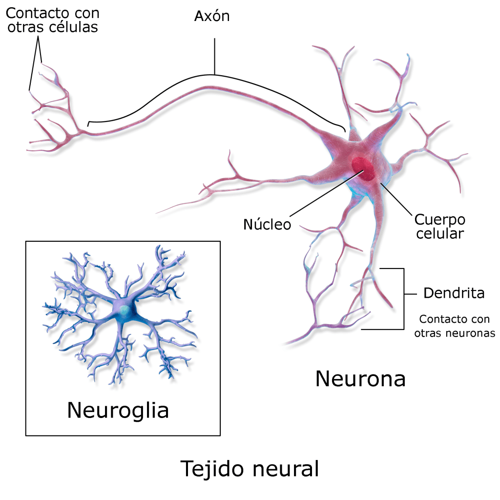 Neurona